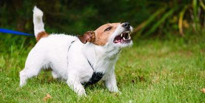 Is Your Dog’s Behavior Reactivity or Aggression? How to Tell the Difference