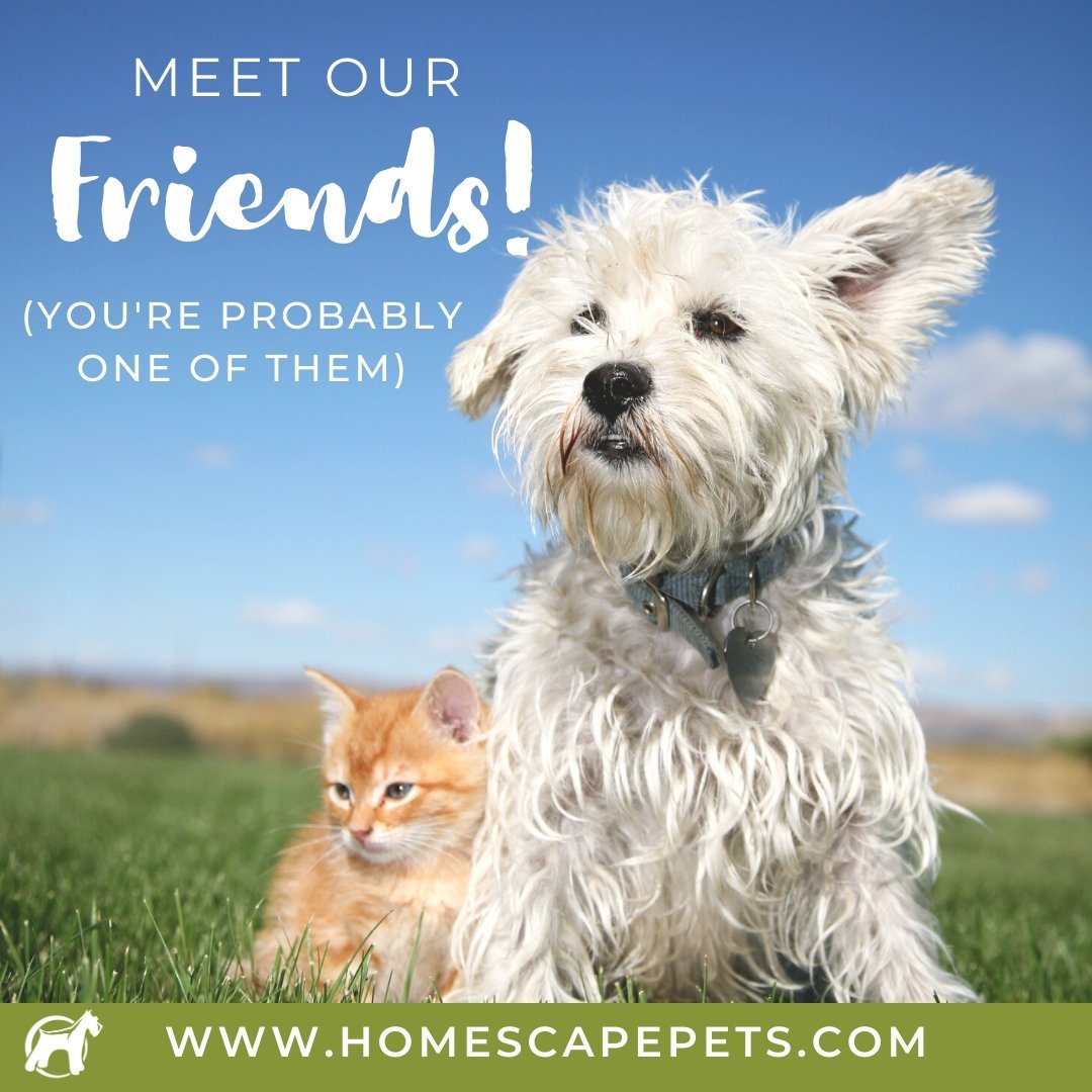 Meet A Few Of Our Friends! - Homescape Pets