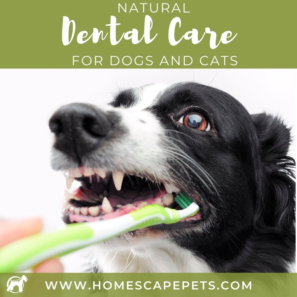 Natural Dental Care for Dogs and Cats - Homescape Pets