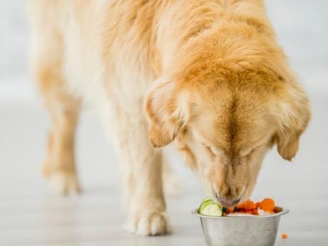 Natural Prebiotics and Probiotics, & Why Your Pet Needs Them - Homescape Pets