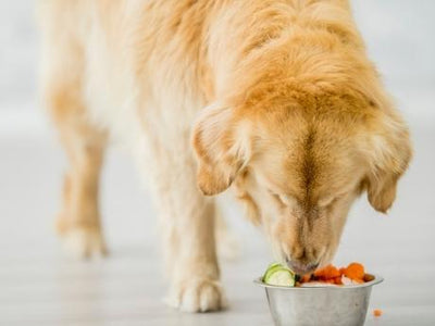 Natural Prebiotics and Probiotics, & Why Your Pet Needs Them