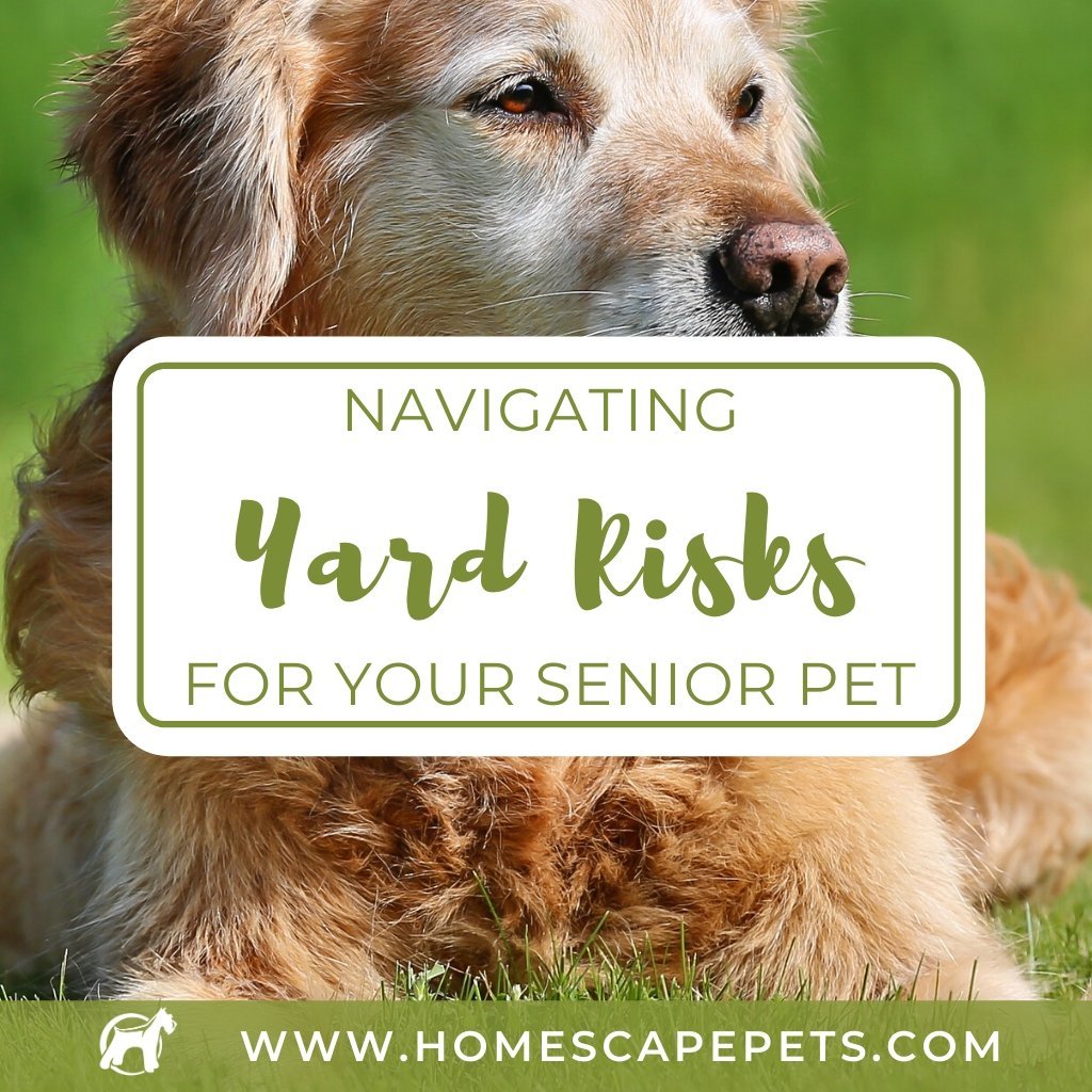 Navigating Yard Risks for Your Senior Pet - Homescape Pets