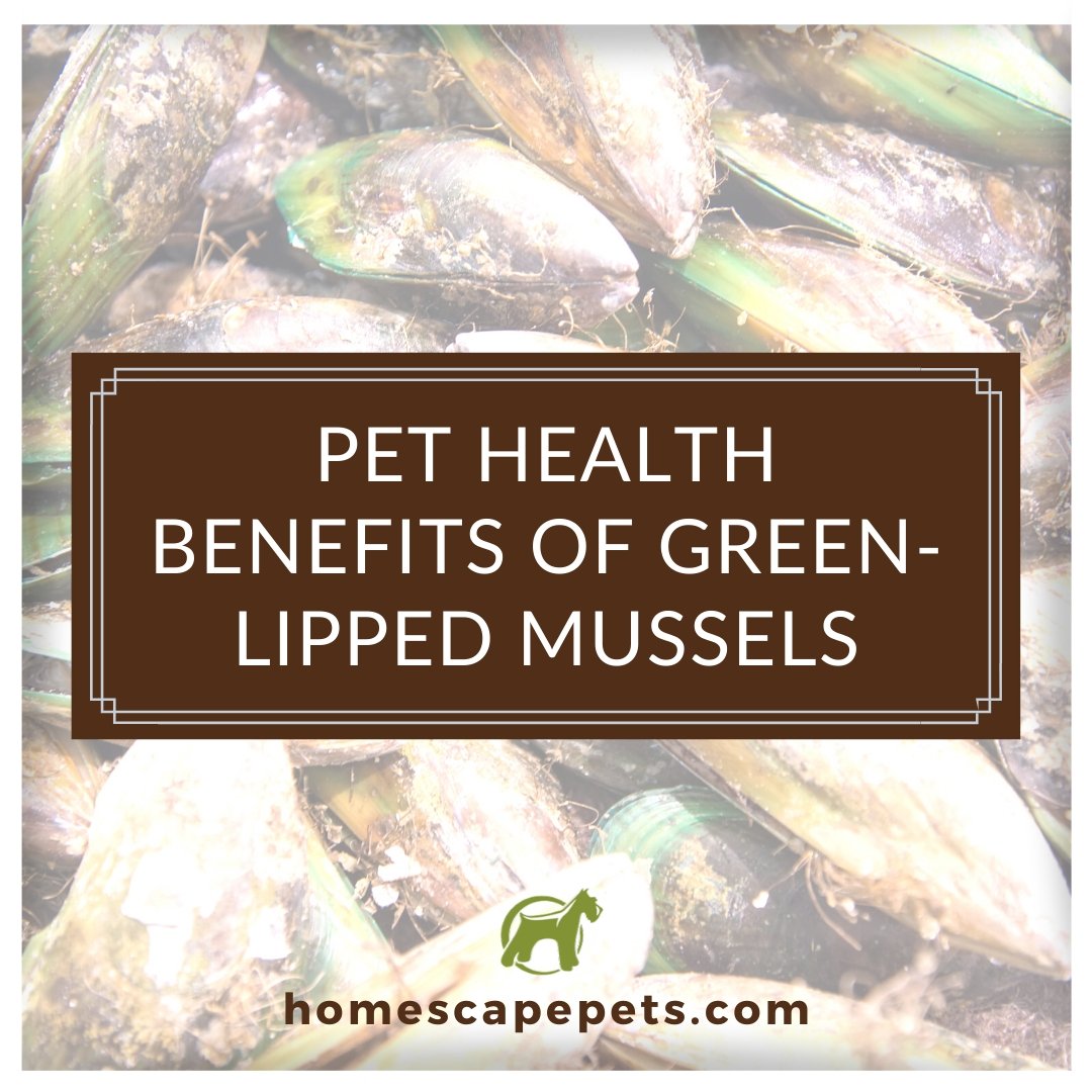 Pet Health Benefits of Green-Lipped Mussels - Homescape Pets