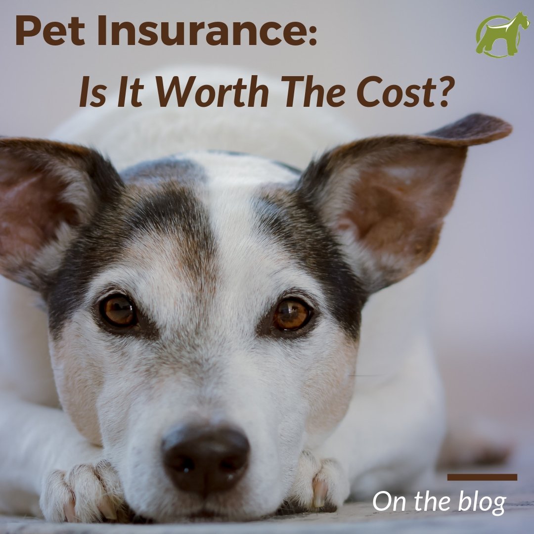 Pet Insurance - Is It Worth The Cost? - Homescape Pets