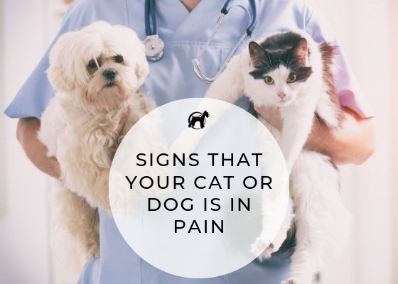 Signs That Your Dog or Cat is in Pain - Homescape Pets