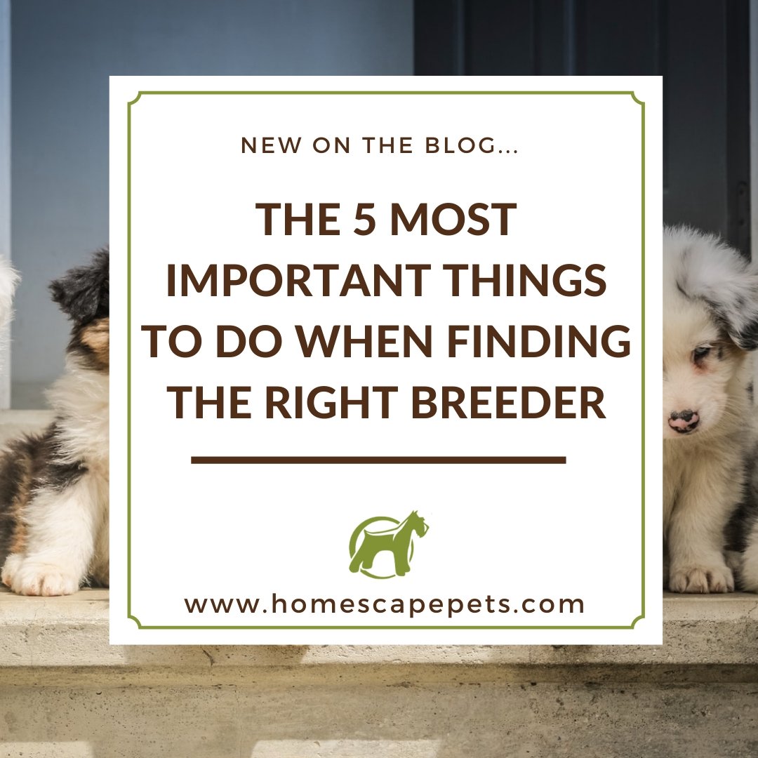 The 5 Most Important Things to Do When Finding the Right Breeder - Homescape Pets