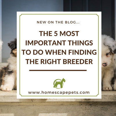 The 5 Most Important Things to Do When Finding the Right Breeder