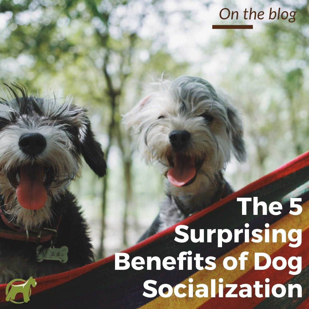 The 5 Surprising Benefits of Dog Socialization - Homescape Pets