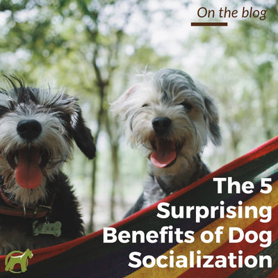 The 5 Surprising Benefits of Dog Socialization