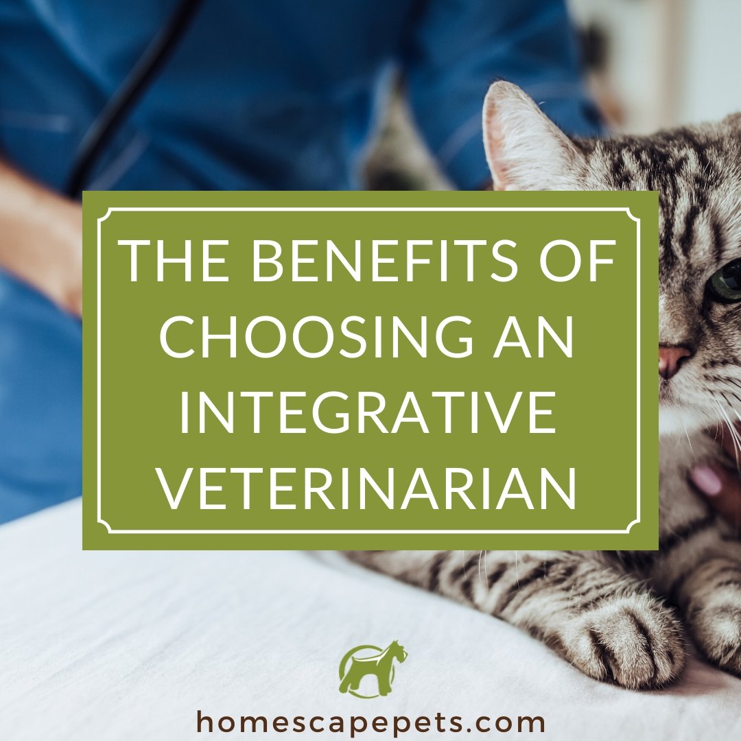 The Benefits of Choosing an Integrative Veterinarian - Homescape Pets