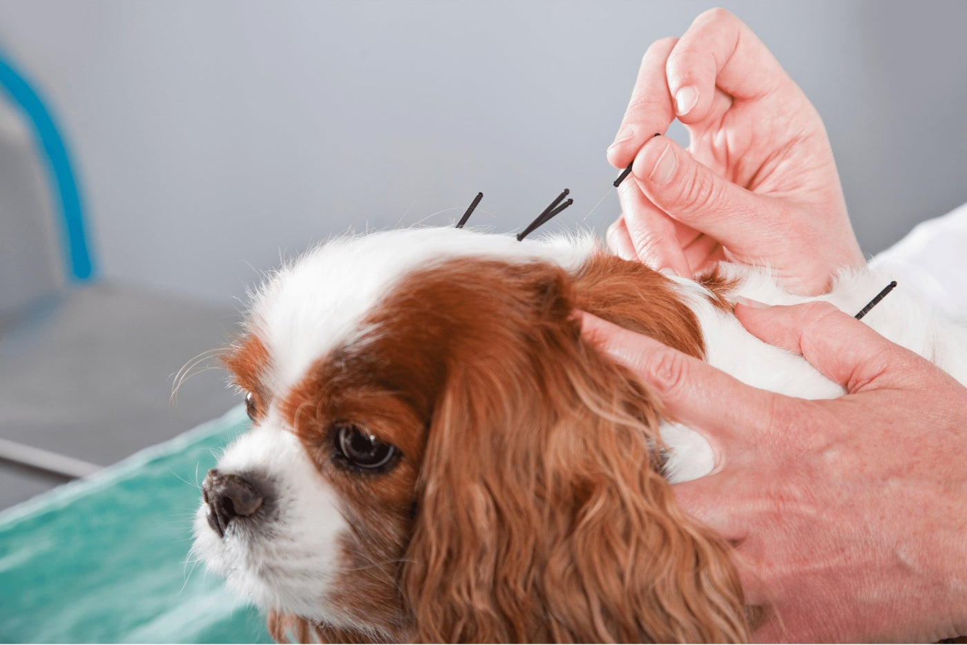 The Benefits Of Dog Acupuncture and Massage - Homescape Pets
