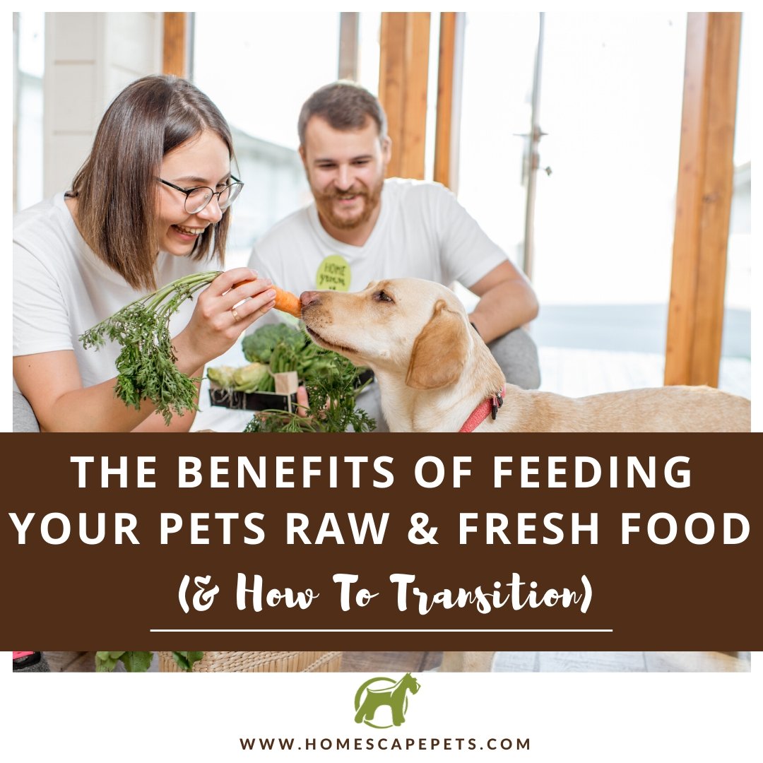 The Benefits of Feeding Your Pets Raw & Fresh Food (And How to Transition Their Diet) - Homescape Pets