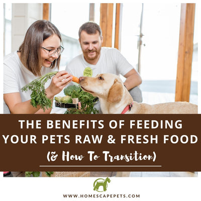 The Benefits of Feeding Your Pets Raw & Fresh Food (And How to Transition Their Diet)