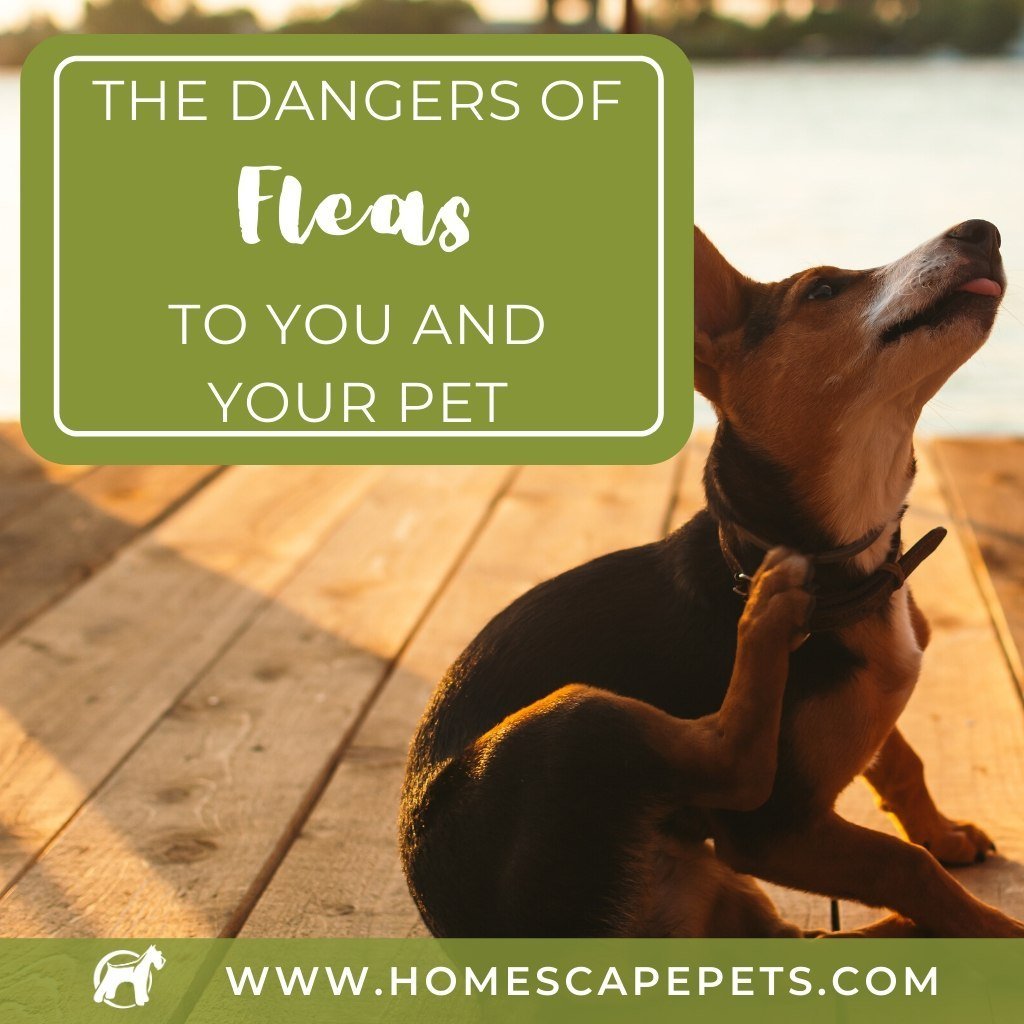 The Dangers Of Fleas To You And Your Pet - Homescape Pets