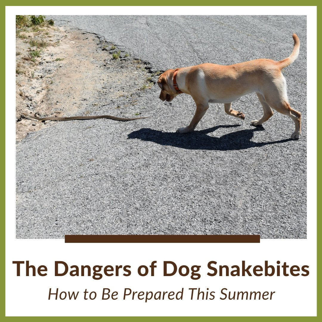 The Dangers of Snakebites in Dogs: How to Be Prepared This Summer - Homescape Pets