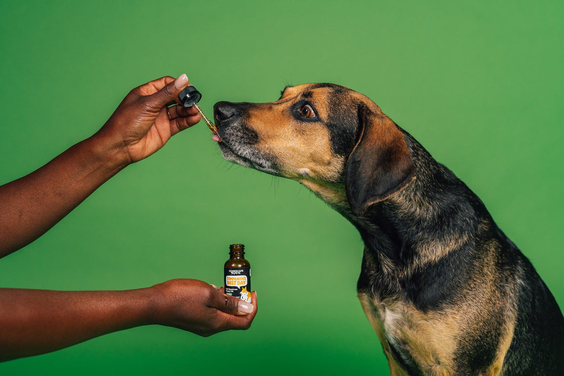 The Pet Parent's Guide to CBD for Pets - Homescape Pets