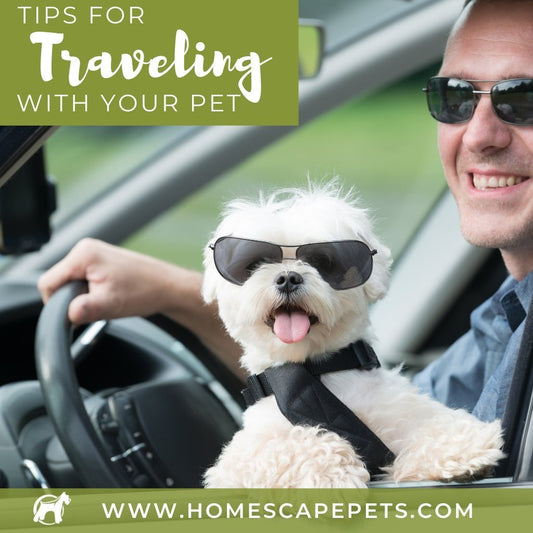 Tips for Traveling With Your Pet - Homescape Pets