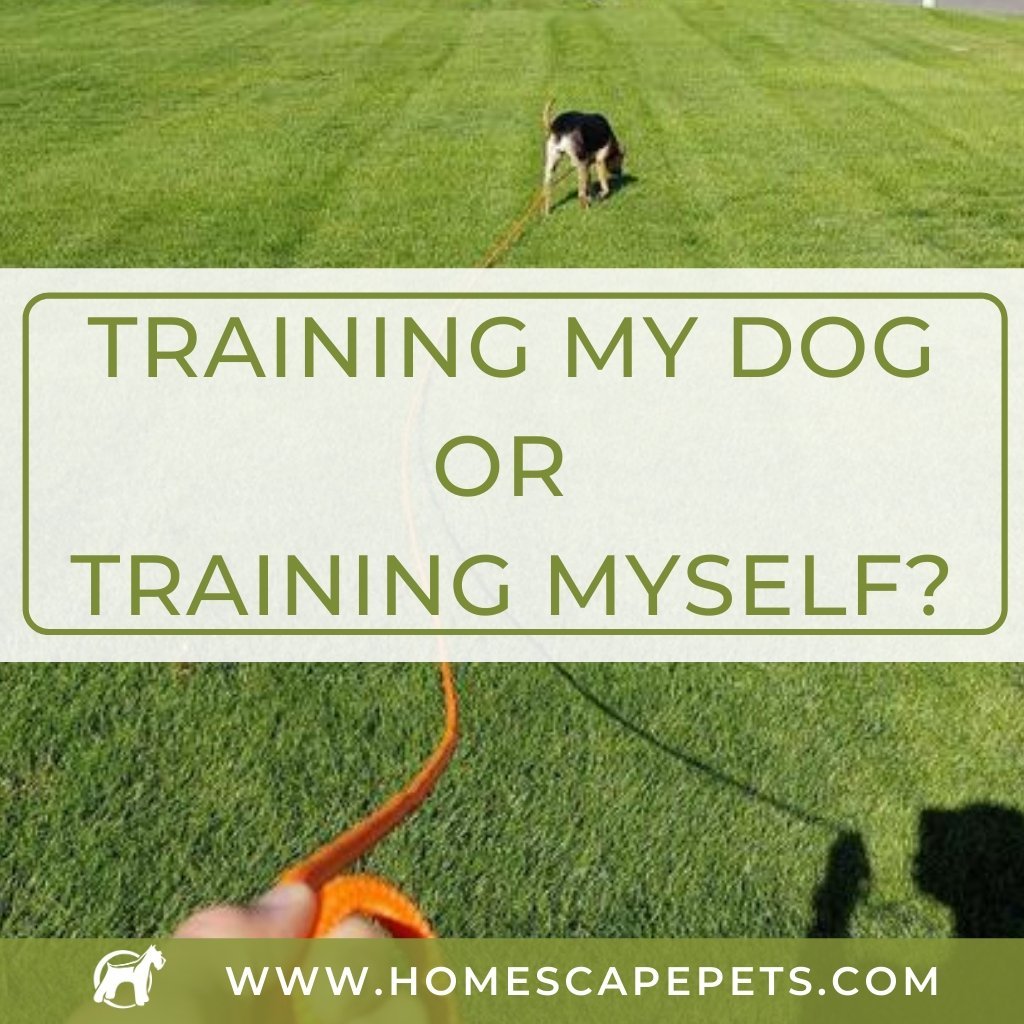 Training My Dog...Or Training Myself? - Homescape Pets