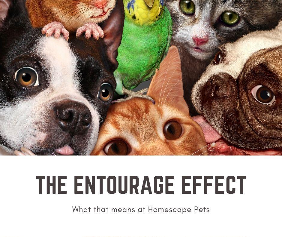 What is the Entourage Effect? - Homescape Pets