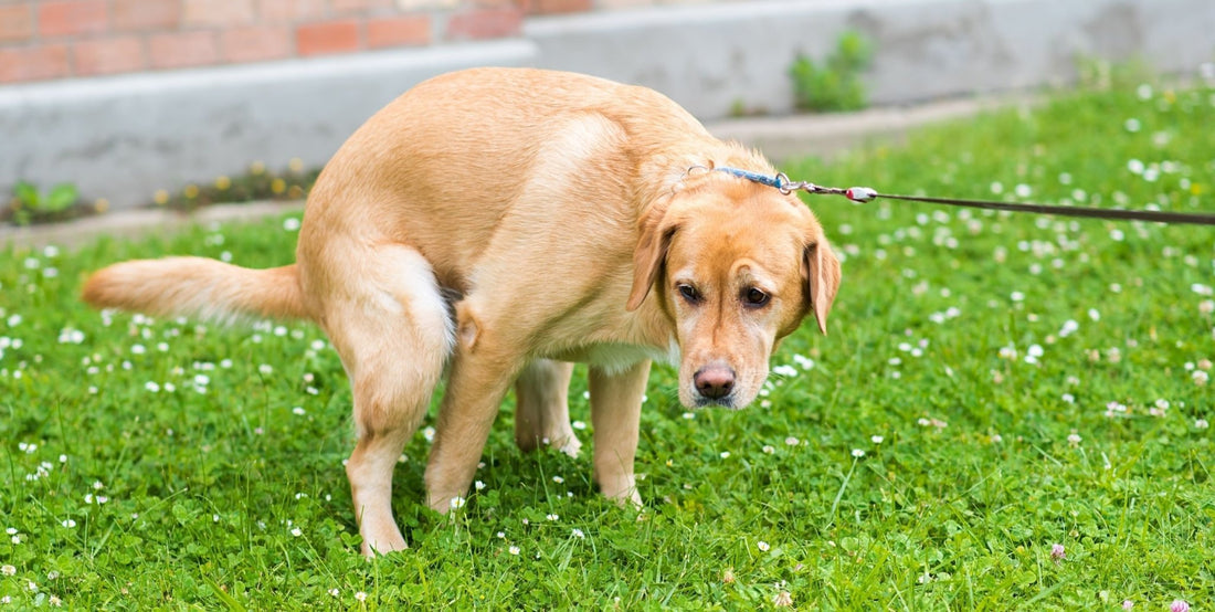 What You Need to Know About Colitis in Your Pets - Homescape Pets