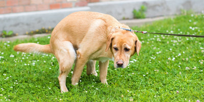 What You Need to Know About Colitis in Your Pets