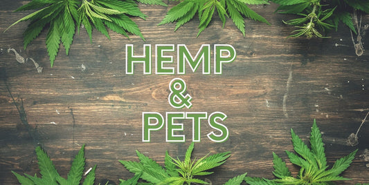 Why Is Hemp So Good For Your Pet? - Homescape Pets