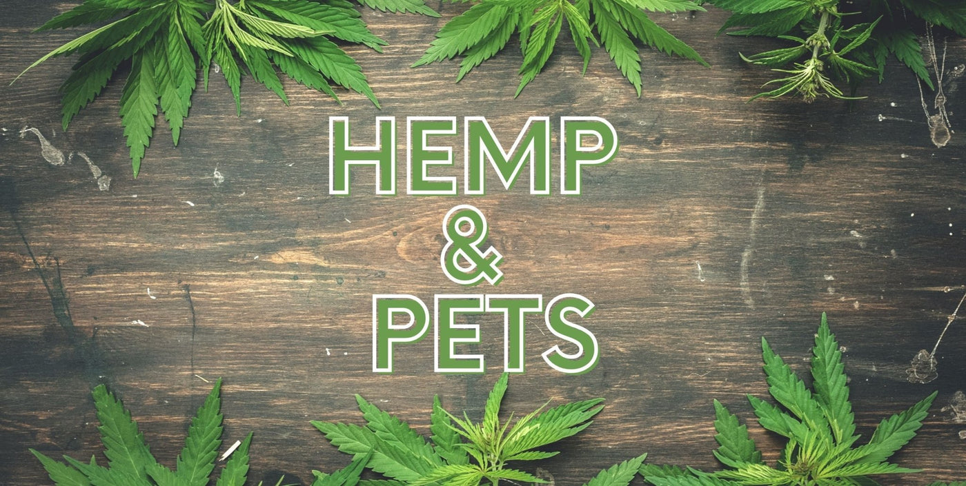 Why Is Hemp So Good For Your Pet? - Homescape Pets