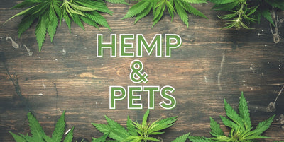 Why Is Hemp So Good For Your Pet?