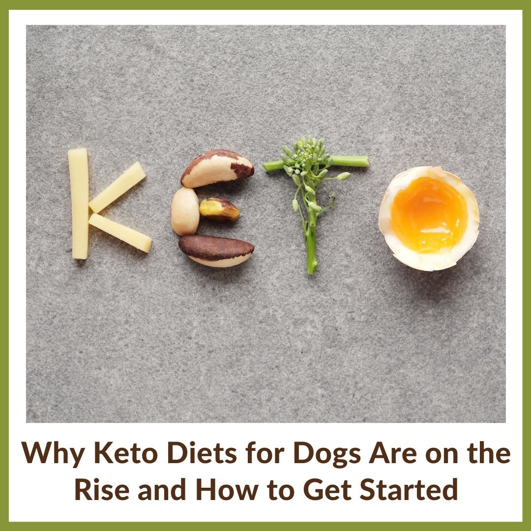 Why Keto Diets for Dogs Are on the Rise and How to Get Started - Homescape Pets