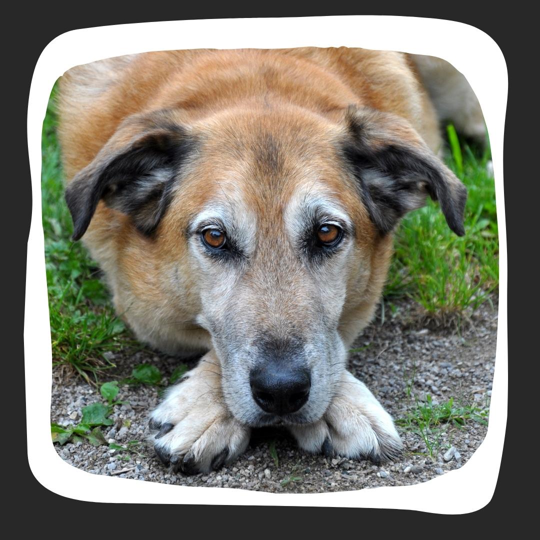 Older brown dog laying on the ground looking tired