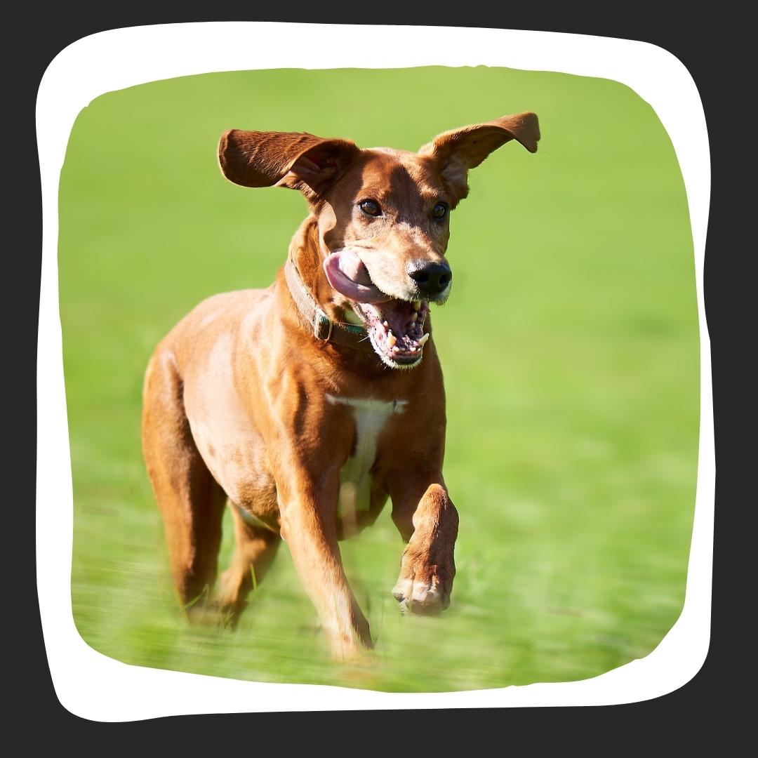 Happy brown dog with floppy ears running through a green field with its tongue out