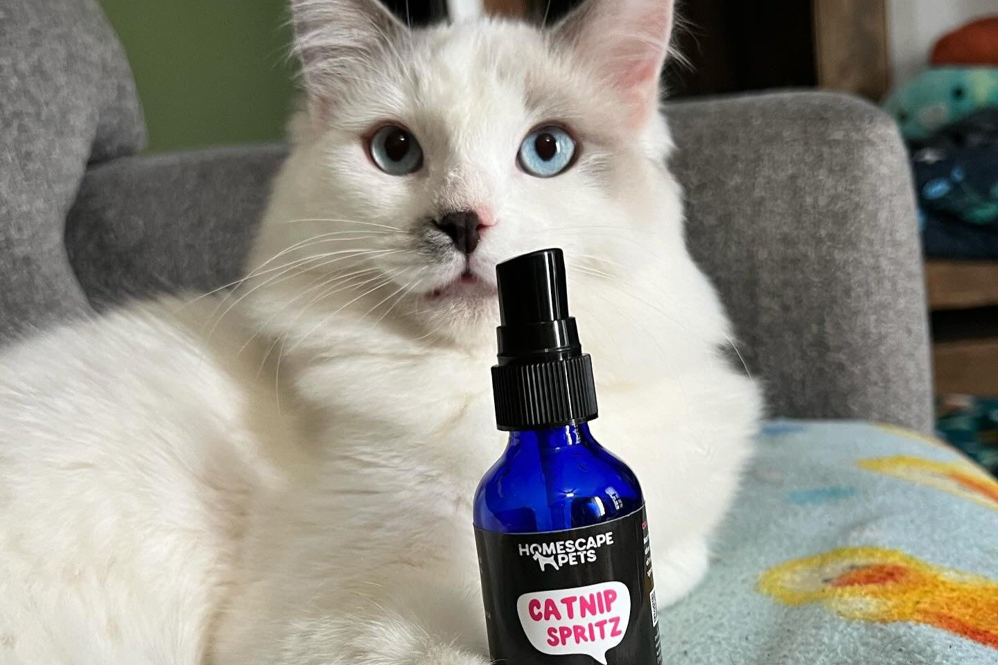 White cat holding a bottle of Catnip Spritz and looking at the camera