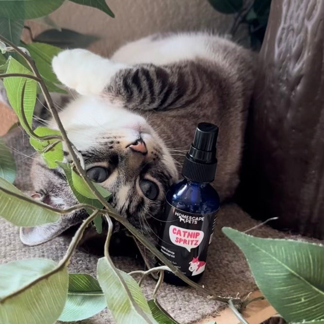 Gray and white cat relaxed and laying upside down on a cat tree while looking at a bottle of Homescape Pets Catnip Spritz