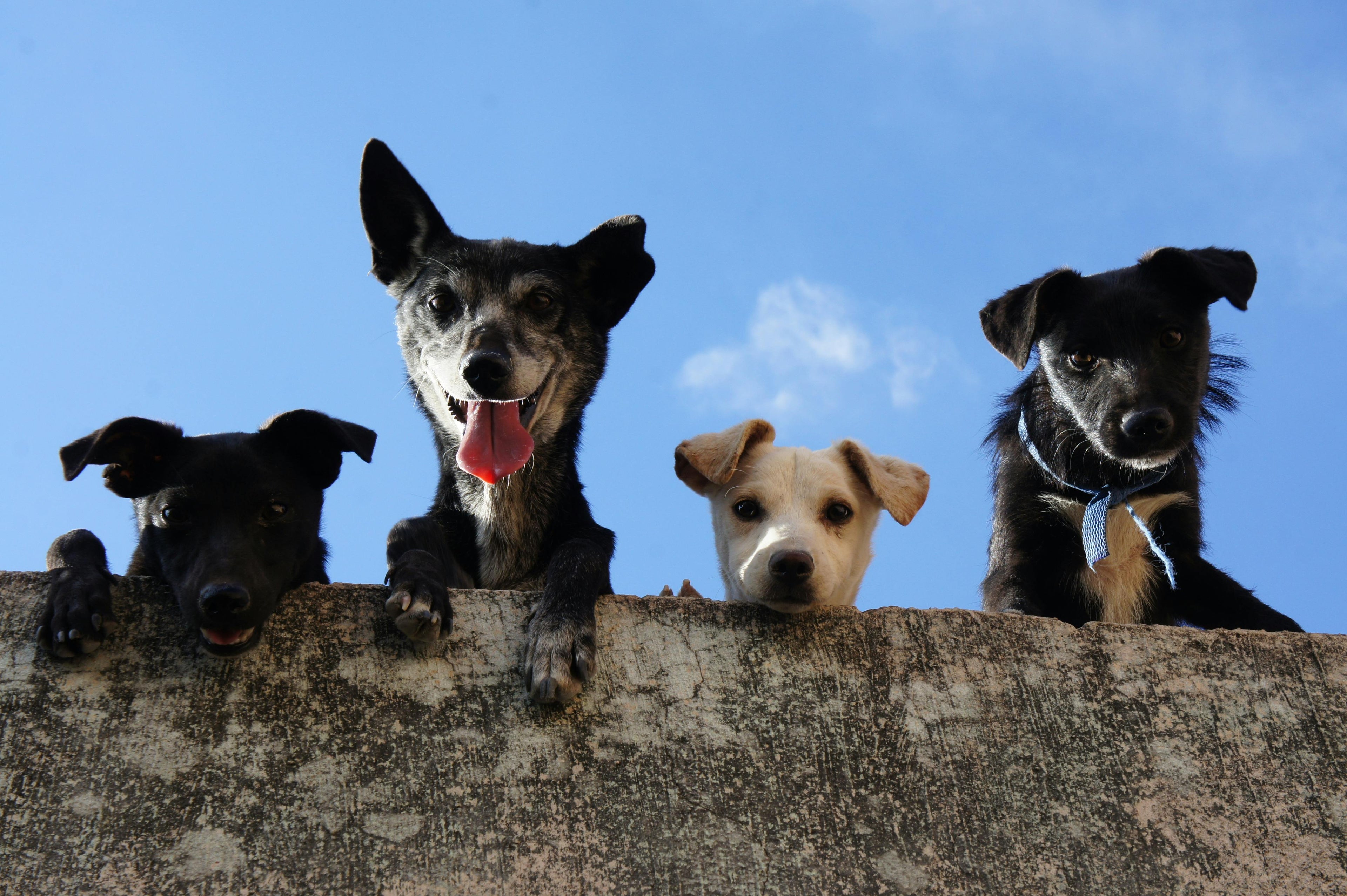 Curious pack of 4 dogs looking down over a wall