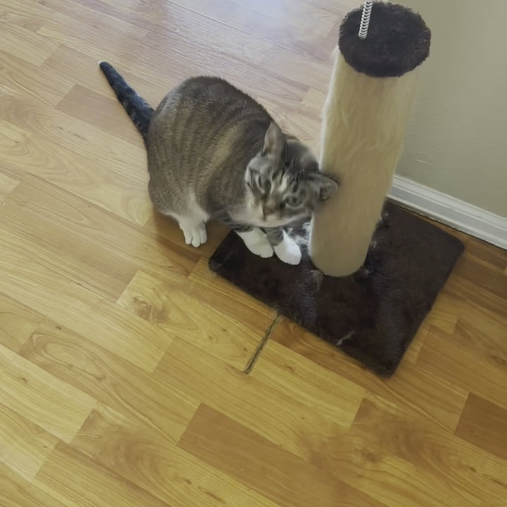 Video of a Gray and white cat rubbing , scratching, and playing on a scratching post after it was sprayed with Homescape Pets Catnip Spritz