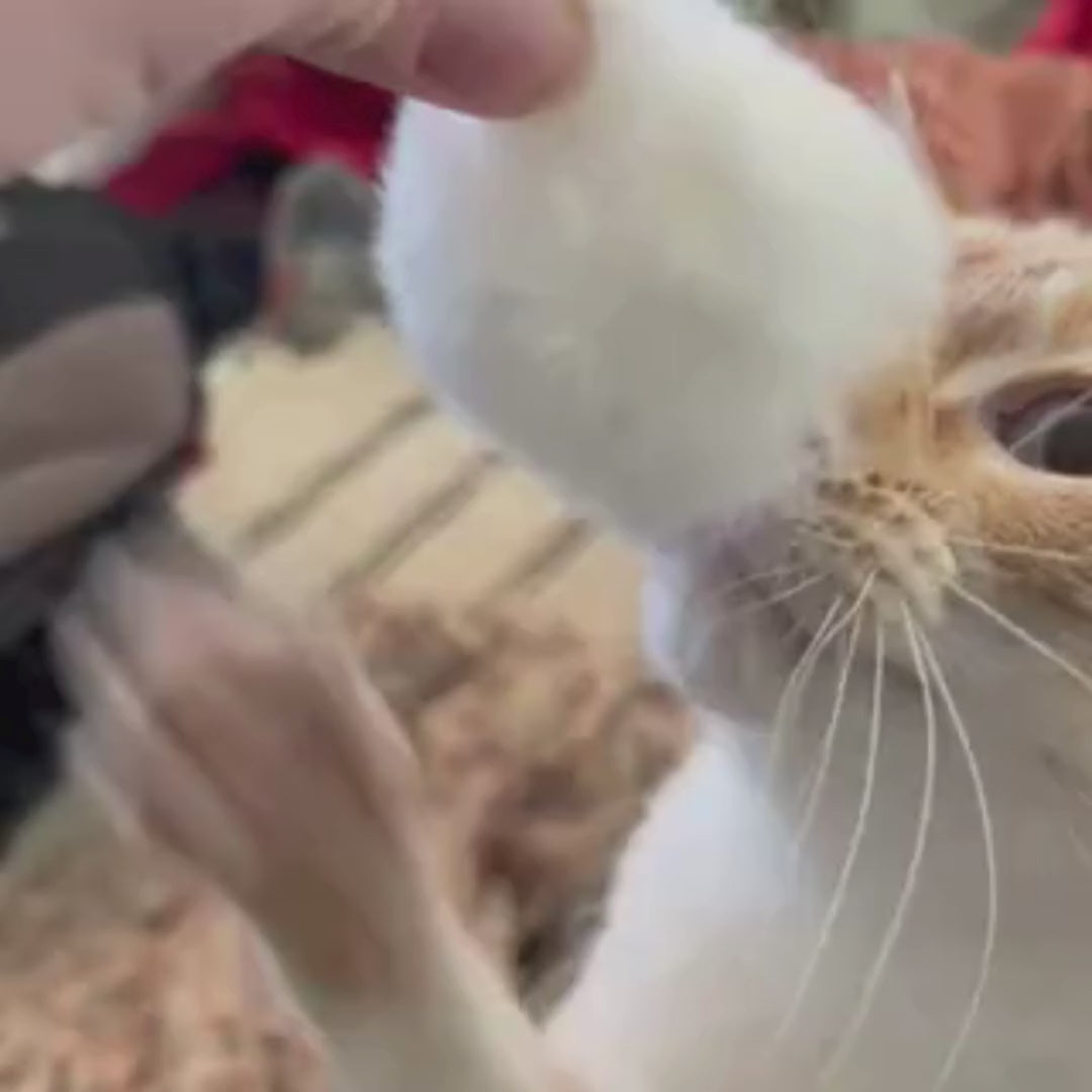 video of a tan and white cat batting at a natural rabbit fur hide toy