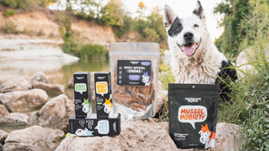 Black and white dog sitting on rocks at lake. A group of pet supplements and treats are in front of the happy dog.