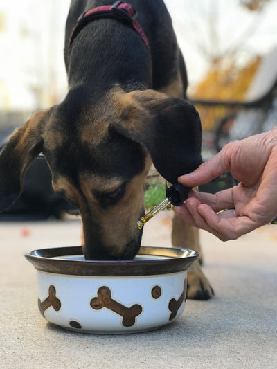 Dog eating Hemp Oil