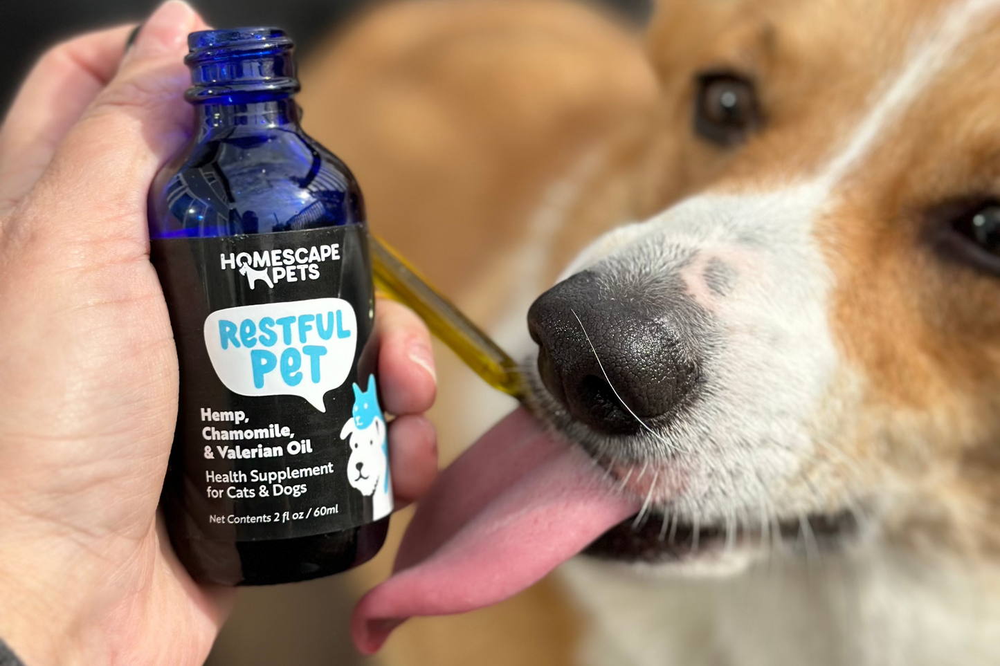 Corgi licking a dropper of Restful Pet calming oil