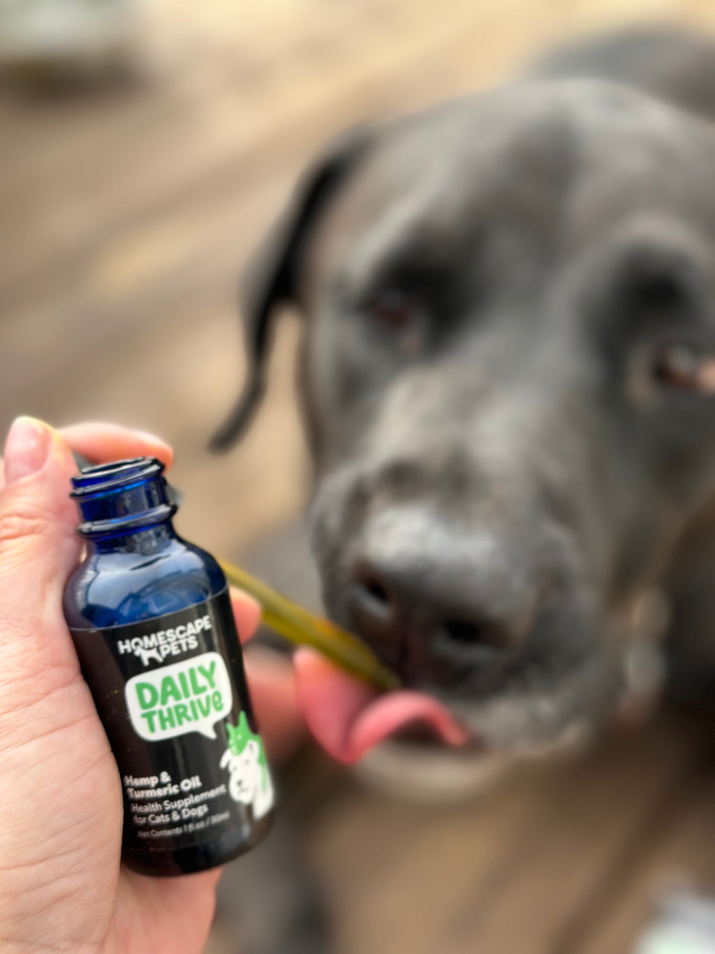 Black dog taking a dropper of Daily Thrive in their mouth from a woman's hand