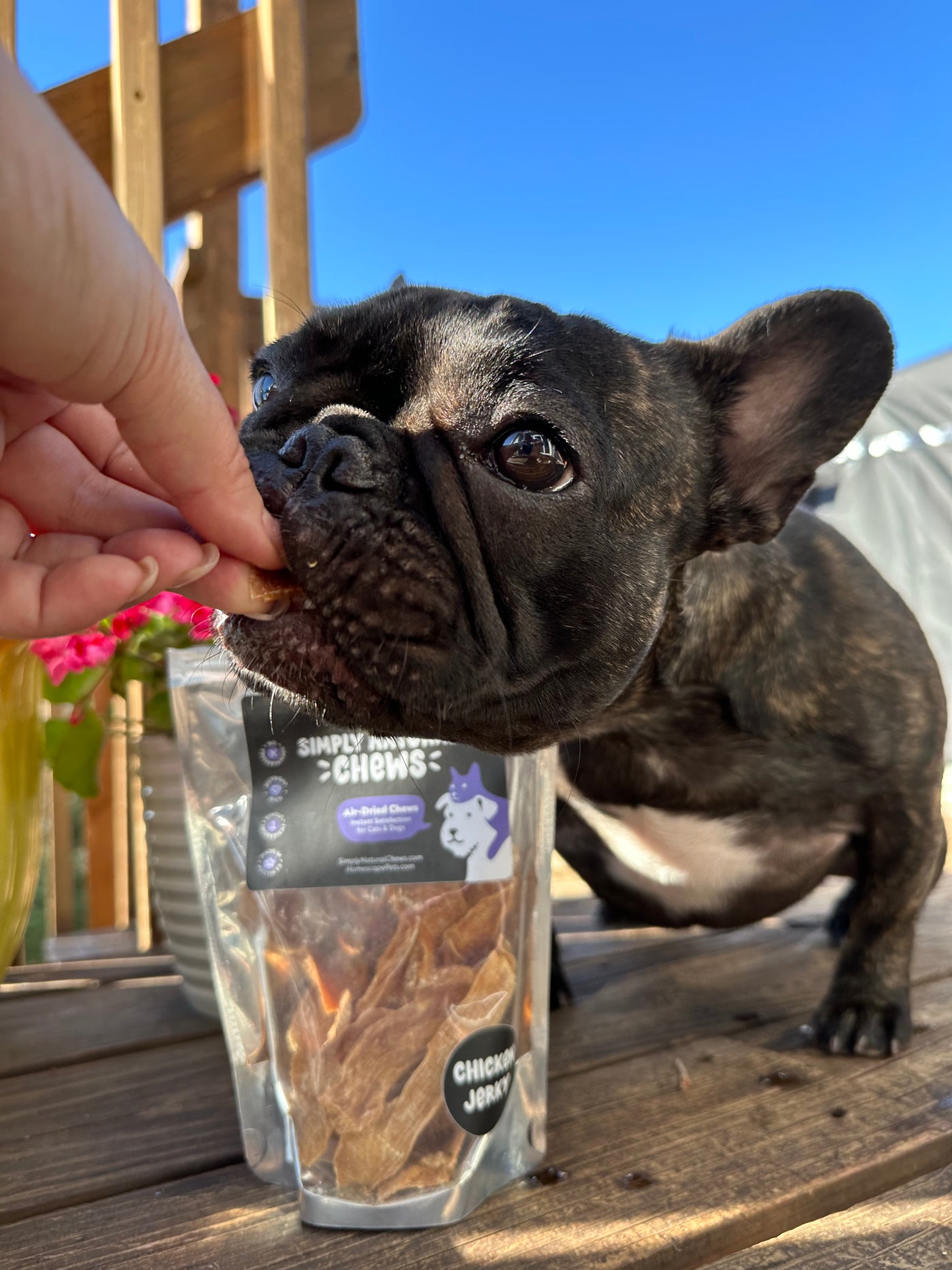Black Frenchie dog eaging a piece of chicken jerky on a patio | Homescape Pets