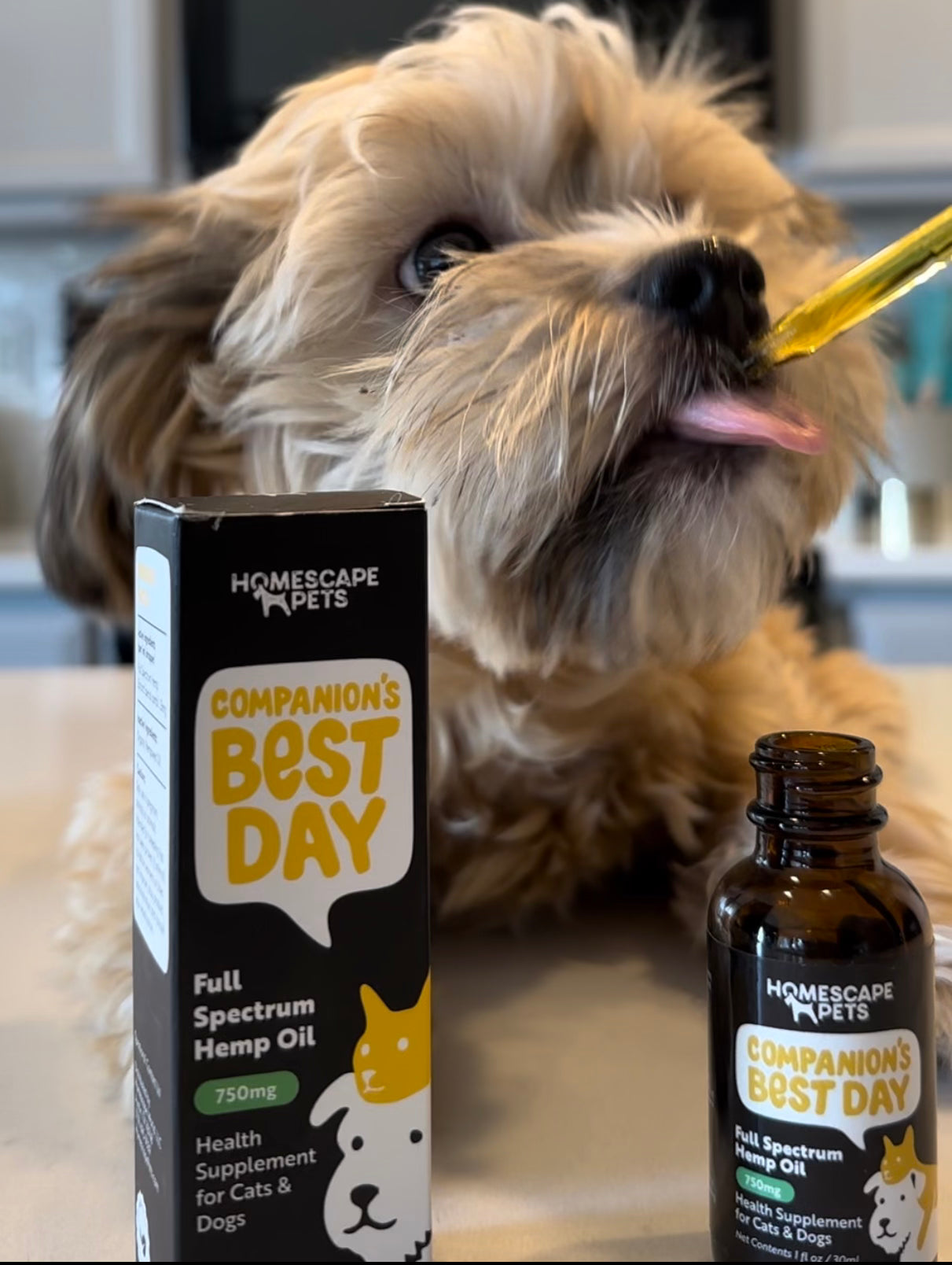 Small brown dog taking Companion's Best Day oil on its tongue. The product box and bottle are in the foreground. | Homescape Pets