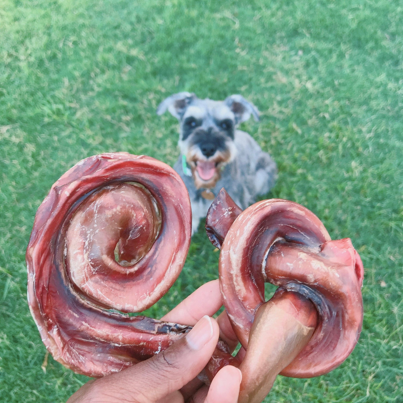 Beef Bully Sticks / Pizzle / Peen-Knots™ - Homescape Pets